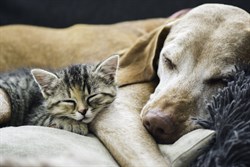 photo of dog and cat asleep on top of each other